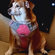 Chicka is registered to the contest to win money with this photo: dog, pet, harness, brown_dog, sitting, indoor, attentive, canine, small_dog, animal, fur, paw, ears, snout, leash_attachment, looking_sideways, pet_accessory, domestic_animal, cute, companion