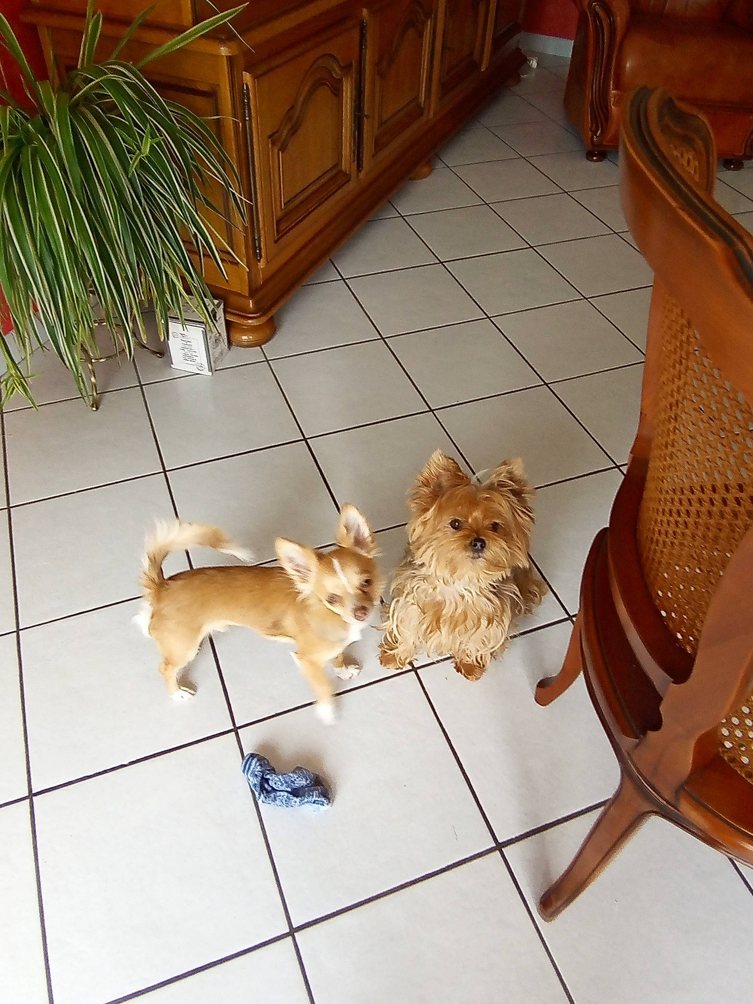 Lily participe au concours pour gagner de l'argent avec cette photo : brown, cabinetry, carnivore, companion_dog, dog, dog_breed, dog_supply, fawn, floor, flooring, hardwood, mammal, pet_supply, plant, sporting_group, tail, vertebrate, wood, wood_stain, working_animal