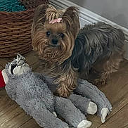 Mercedes is registered to the contest to win money with this photo: dog, yorkshire_terrier, small_dog, bow, plush_toy, stuffed_animal, basket, hardwood_floor, pet, indoor, fur, toy, cute, looking_at_camera, pet_accessory, furry, home_interior, wooden_flooring, curious, paws