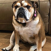 Gracie joined the competition — help win amazing prizes! dog, bulldog, pet, sitting, indoor, hardwood_floor, couch, collar, pink_collar, paws, face, expression, portrait, brown_fur, white_chest, wrinkles, close_up, camera_gaze, relaxed, home