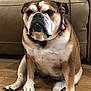 dog, bulldog, pet, sitting, indoor, hardwood_floor, couch, collar, pink_collar, paws, face, expression, portrait, brown_fur, white_chest, wrinkles, close_up, camera_gaze, relaxed, home