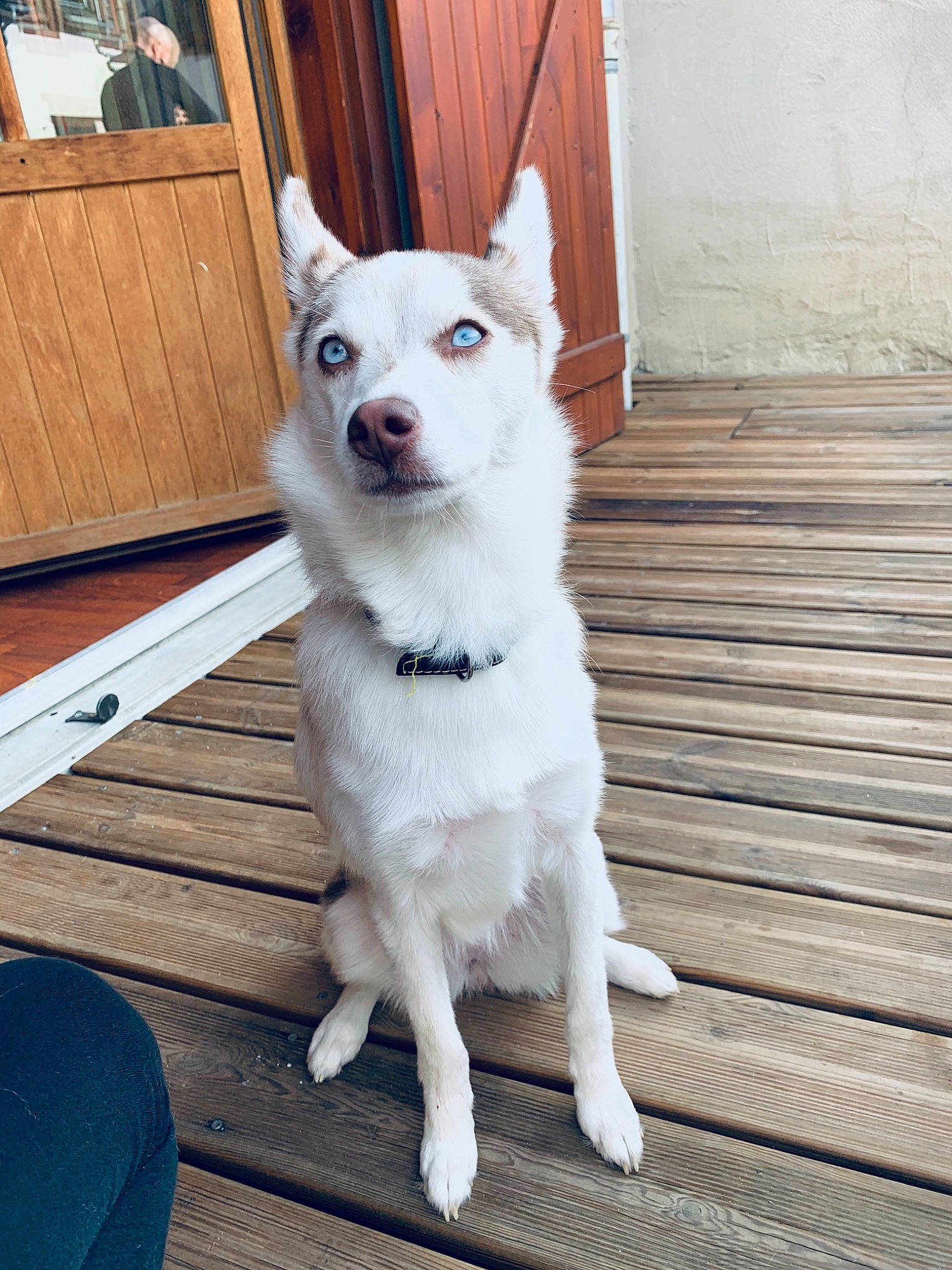 Haïka a rejoint le concours — aidez-le/la à gagner de superbes lots ! ancient_dog_breeds, canidae, carnivore, companion_dog, dog, dog_breed, door, fawn, flooring, fur, hardwood, non_sporting_group, plank, snout, sporting_group, tail, whiskers, wood, working_animal, working_dog