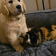 Piper joined the competition — help win amazing prizes! puppy, dog, golden_retriever, guinea_pig, rodent, pet, animal, fluffy, golden, tricolor, black, white, brown, collar, medallion, couch, blanket, indoor, portrait, companionship