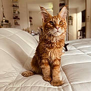 Mufasa is registered to the contest to win money with this photo: cat, orange_tabby, indoor, pet, feline, white_quilt, fur, ears, whiskers, eyes, home_interior, mirror, shelf, plant, decor, curious, sitting, portrait, soft_light, cozy