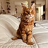 cat, orange_tabby, indoor, pet, feline, white_quilt, fur, ears, whiskers, eyes, home_interior, mirror, shelf, plant, decor, curious, sitting, portrait, soft_light, cozy