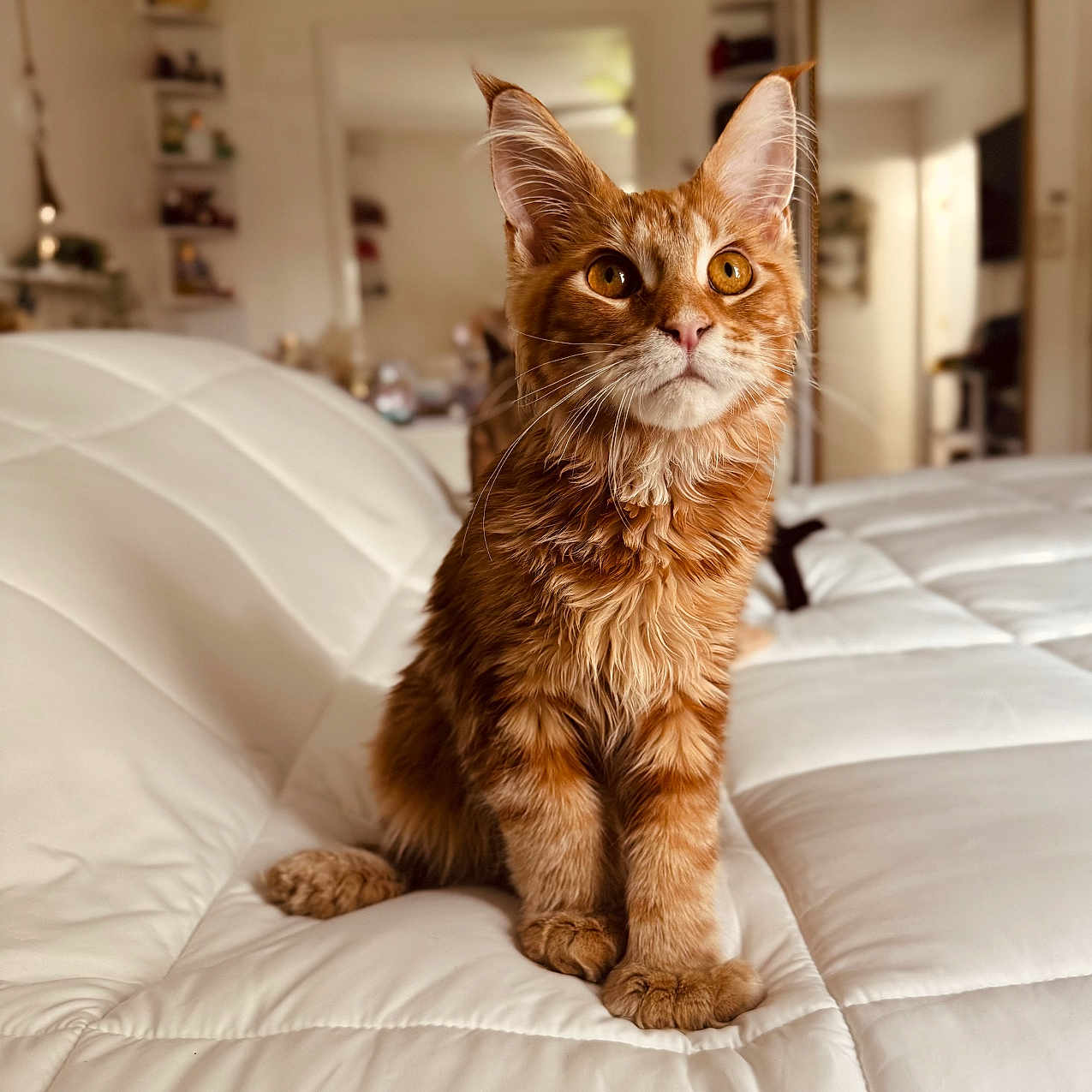 Mufasa is registered to the contest to win money with this photo: cat, orange_tabby, indoor, pet, feline, white_quilt, fur, ears, whiskers, eyes, home_interior, mirror, shelf, plant, decor, curious, sitting, portrait, soft_light, cozy