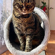 Griffy participe au concours pour gagner de l'argent avec cette photo : cat, tabby_cat, cat_bed, indoor, sunlight, window, plants, potted_plants, furniture, floor, tile_floor, pet, animal, cozy, fur, whiskers, ears, eyes, sitting, home