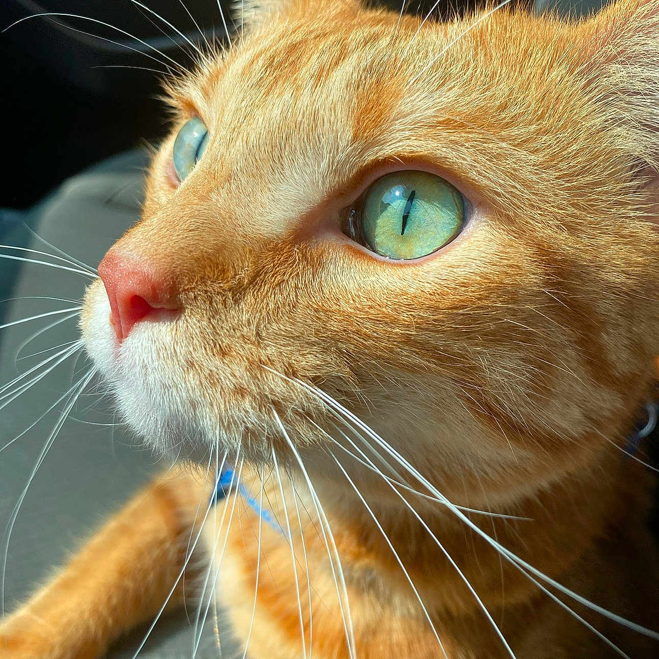 Verne joined the competition — help win amazing prizes! abyssinian, animal, cat, kitten, manx, pet, snout