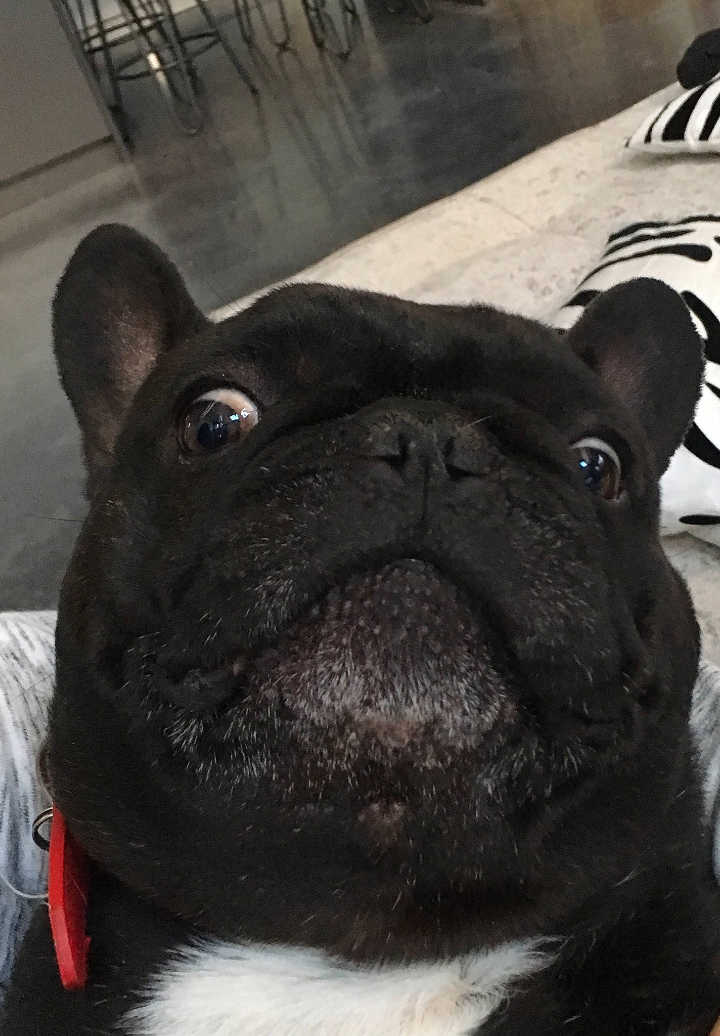 Jojo a rejoint le concours — aidez-le/la à gagner de superbes lots ! bulldog, canidae, carnivore, collar, companion_dog, dog, dog_breed, dog_collar, ear, fawn, fur, molosser, pug, snout, sporting_group, terrestrial_animal, toy_dog, whiskers, working_animal, wrinkle