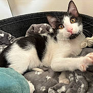 Angel a rejoint le concours — aidez-le/la à gagner de superbes lots ! kitten, cat, black_and_white, pet, bed, blanket, paw_print, playful, fur, whiskers, indoor, cute, animal, young, cozy, soft, resting, toy, curious, feline