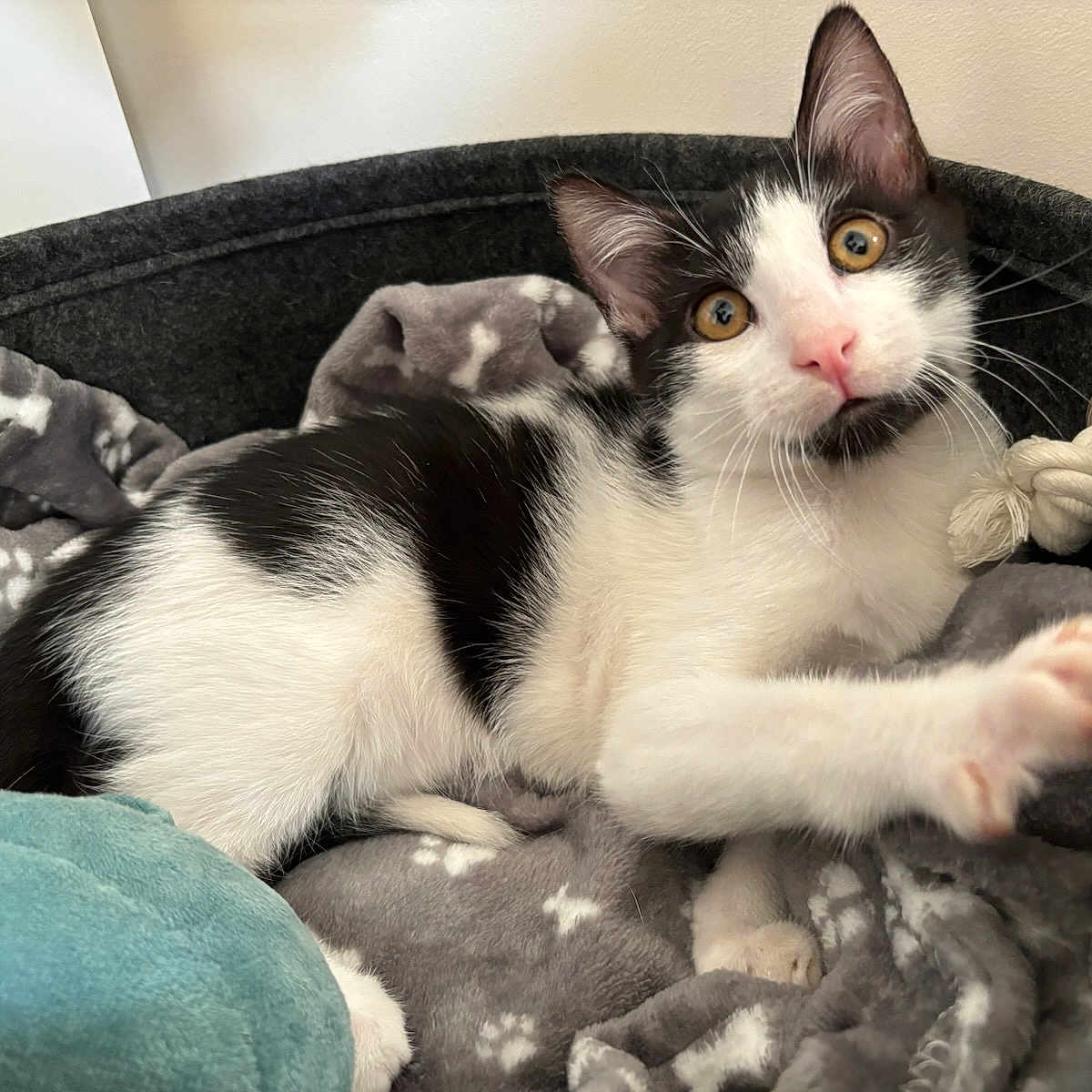 Angel a rejoint le concours — aidez-le/la à gagner de superbes lots ! animal, bed, black_and_white, blanket, cat, cozy, curious, cute, feline, fur, indoor, kitten, paw_print, pet, playful, resting, soft, toy, whiskers, young