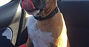 Nino participe au concours pour gagner de l'argent avec cette photo : dog, car, brown_dog, sitting, tongue_out, car_seat, sunlight, window, vehicle_interior, pet, canine, collar, seat, shadow, daylight, road, trees, outdoor_view, travel, animal