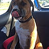 dog, car, brown_dog, sitting, tongue_out, car_seat, sunlight, window, vehicle_interior, pet, canine, collar, seat, shadow, daylight, road, trees, outdoor_view, travel, animal