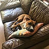Nino participe au concours pour gagner de l'argent avec cette photo : dog, brown_leather_couch, pillow, striped_pillow, blanket, wooden_floor, indoor, resting, relaxed, pet, canine, comfort, living_room, natural_light, furniture, home, cozy, animal, sleepy, casual