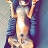 Nino participe au concours pour gagner de l'argent avec cette photo : dog, pet, animal, lying_down, floor, person, hands, paws, tiles, relaxed, casual, indoor, stretching, brown_dog, white_markings, socks, clothing, legs, holding, top_view