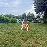 Belle a rejoint le concours — aidez-le/la à gagner de superbes lots ! animal, beagle, canine, car, cloudy_sky, daytime, dog, field, grass, greenery, leash, nature, orange_ball, outdoor, park, parking_lot, pet, playful, suburb, trees