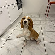 Belle participe au concours pour gagner de l'argent avec cette photo : animal, beagle, clean, cute, dog, domestic, ears, floor, fur, indoor, kitchen, looking_up, orange_chair, paw, pet, puppy, sitting, tile_floor, white_cabinet, young_dog