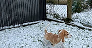 Belle a rejoint le concours — aidez-le/la à gagner de superbes lots ! animal, beagle, canine, curious, dog, domestic_animal, fence, gate, grass, nature, outdoor, pet, playful, puppy, small_dog, snow, walking, winter, yard, young_dog