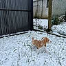 puppy, dog, beagle, snow, grass, outdoor, pet, young_dog, fence, gate, curious, walking, winter, yard, small_dog, animal, canine, nature, playful, domestic_animal