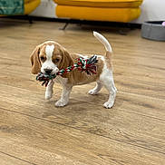 Belle participe au concours pour gagner de l'argent avec cette photo : puppy, beagle, dog, toy, rope_toy, playing, indoor, wooden_floor, couch, yellow_couch, pet_bed, young_dog, pet, animal, flooring, living_room, cute, small_dog, walking, domestic_animal