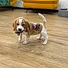 puppy, beagle, dog, toy, rope_toy, playing, indoor, wooden_floor, couch, yellow_couch, pet_bed, young_dog, pet, animal, flooring, living_room, cute, small_dog, walking, domestic_animal
