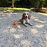 dog, beagle, sand, orange_ball, forest, trees, sunlight, outdoor, playful, pet, animal, canine, nature, leash, happy, tongue_out, shade, wood, grass, fence