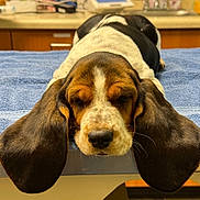 Missy is registered to the contest to win money with this photo: animal, basset_hound, black, blue_towel, brown, close_up, cute, dog, ears, face, floppy_ears, fur, indoor, napping, pet, puppy, resting, sleepy, table, white