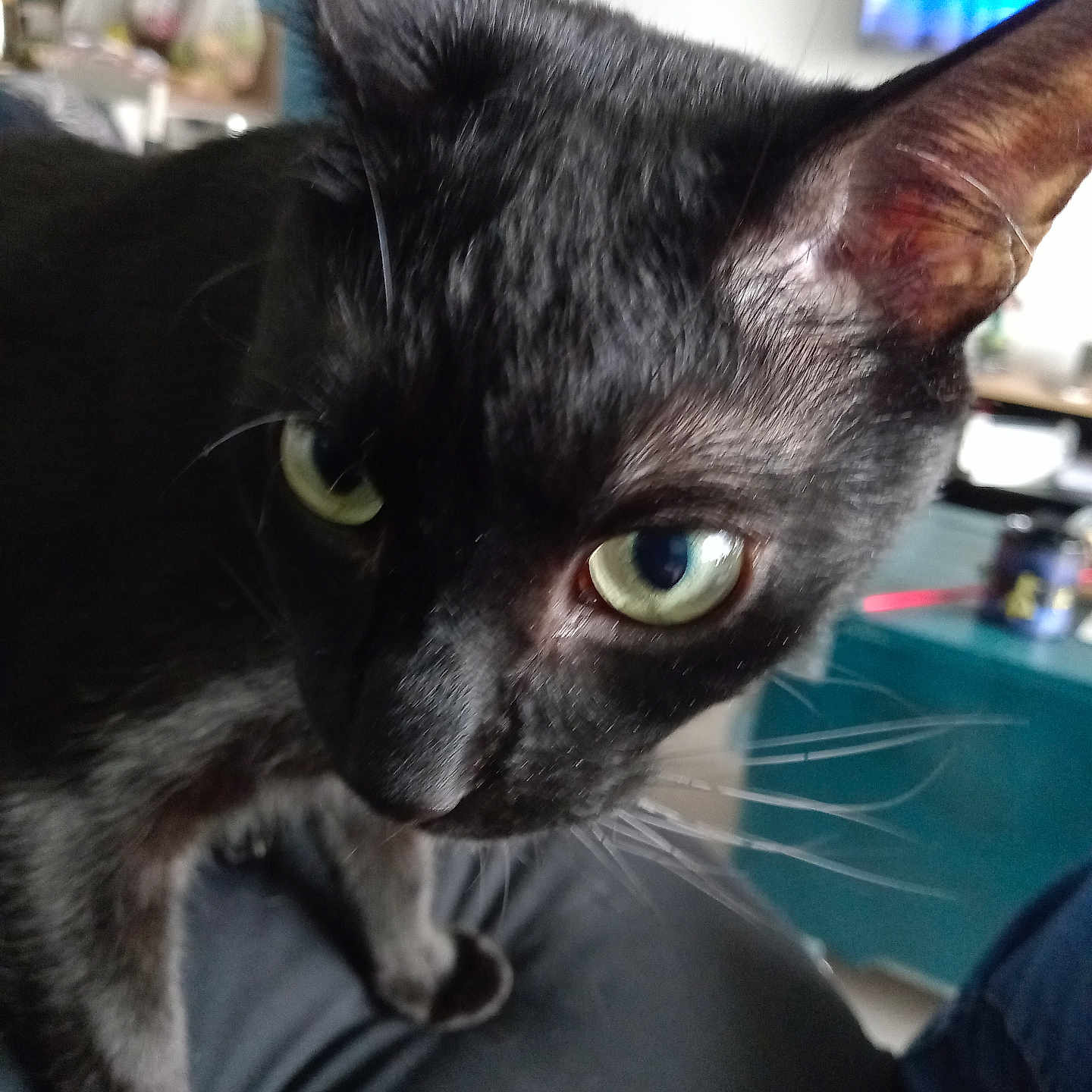 Revan a rejoint le concours — aidez-le/la à gagner de superbes lots ! abyssinian, animal, blackcat, boy, cat, child, kitten, male, manx, person, pet, siamese
