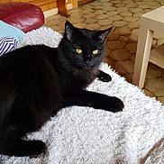 Pacha a rejoint le concours — aidez-le/la à gagner de superbes lots ! animal, black_cat, blanket, cat, cozy, domestic_animal, feline, floor, fur, golden_eyes, indoor, living_room, paw, pet, red_cushion, relaxed, resting, tile_floor, white_blanket, wooden_wall