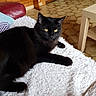 animal, black_cat, blanket, cat, cozy, domestic_animal, feline, floor, fur, golden_eyes, indoor, living_room, paw, pet, red_cushion, relaxed, resting, tile_floor, white_blanket, wooden_wall