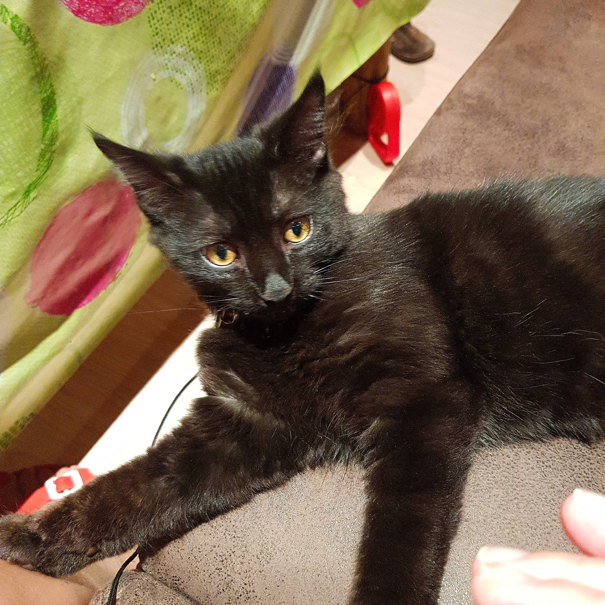 Pacha a rejoint le concours — aidez-le/la à gagner de superbes lots ! asian, black_cat, bombay, burmese, carnivore, cat, chartreux, claw, domestic_short_haired_cat, felidae, german_rex, havana_brown, kitten, korat, mammal, polydactyl_cat, russian_blue, small_to_medium_sized_cats, vertebrate, whiskers