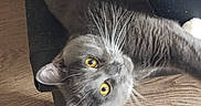 Prince is registered to the contest to win money with this photo: animal_face, cat, chair, closeup, cozy, curious, domestic_animal, ears, feline, fur, gray_cat, house_pet, indoor, looking_up, pet, relaxed, resting, whiskers, wood_floor, yellow_eyes