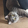 animal_face, cat, chair, closeup, cozy, curious, domestic_animal, ears, feline, fur, gray_cat, house_pet, indoor, looking_up, pet, relaxed, resting, whiskers, wood_floor, yellow_eyes