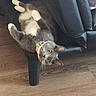 Prince joined the competition — help win amazing prizes! animal, cat, collar, curious, domestic_cat, feline, fur, gray_cat, home, indoor, leather_couch, looking_at_camera, pet, relaxed, resting, upside_down, whiskers, white_paws, wooden_floor, yellow_eyes