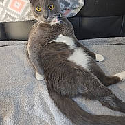 Prince joined the competition — help win amazing prizes! blanket, cat, couch, cozy, curious, domestic_cat, feline, fur, gray_cat, house_pet, indoor, pet, relaxed, sitting, tail, textured_blanket, whiskers, white_chest, white_paws, yellow_eyes