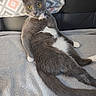 blanket, cat, couch, cozy, curious, domestic_cat, feline, fur, gray_cat, house_pet, indoor, pet, relaxed, sitting, tail, textured_blanket, whiskers, white_chest, white_paws, yellow_eyes