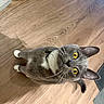 Prince joined the competition — help win amazing prizes! alert, animal, cat, collar, curious, cute, domestic_cat, ears, face, feline, flooring, fur, gray_cat, indoor, looking_up, mammal, pet, whiskers, wooden_floor, yellow_eyes