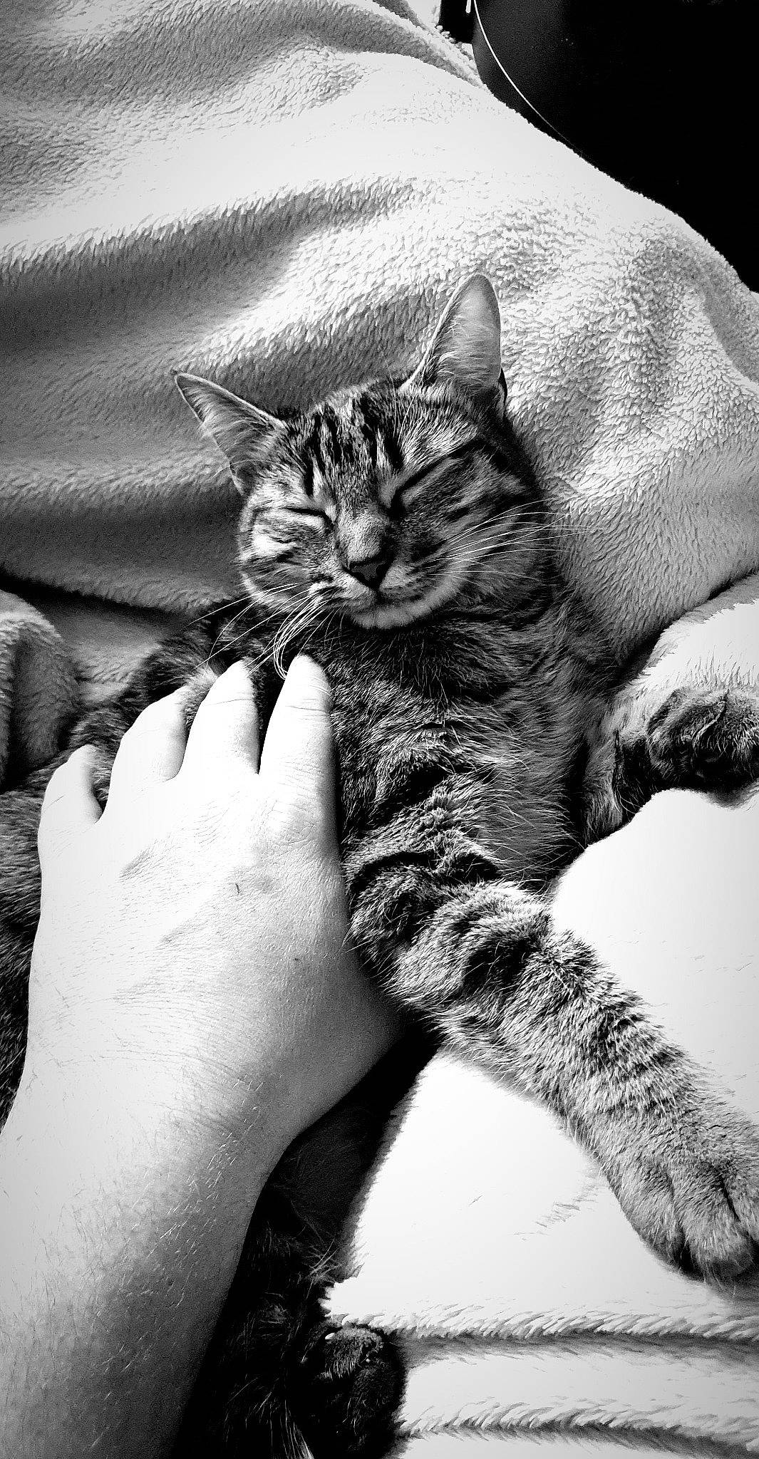 Izzy a rejoint le concours — aidez-le/la à gagner de superbes lots ! arm, black, black_and_white, carnivore, cat, comfort, eye, felidae, finger, gesture, grey, hand, head, human_body, leg, nail, small_to_medium_sized_cats, style, whiskers, white