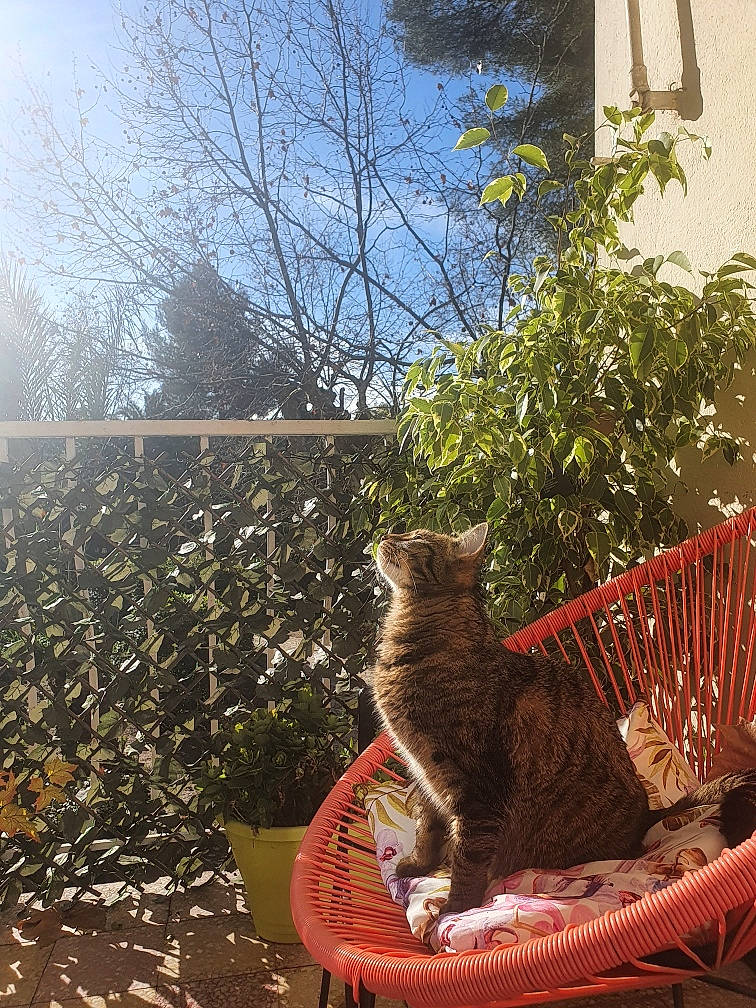 Izzy participe au concours pour gagner de l'argent avec cette photo : carnivore, cat, chair, fawn, felidae, flowerpot, grass, leaf, outdoor_furniture, plant, shrub, sky, small_to_medium_sized_cats, tail, tints_and_shades, tree, wheelbarrow, whiskers, window, wood