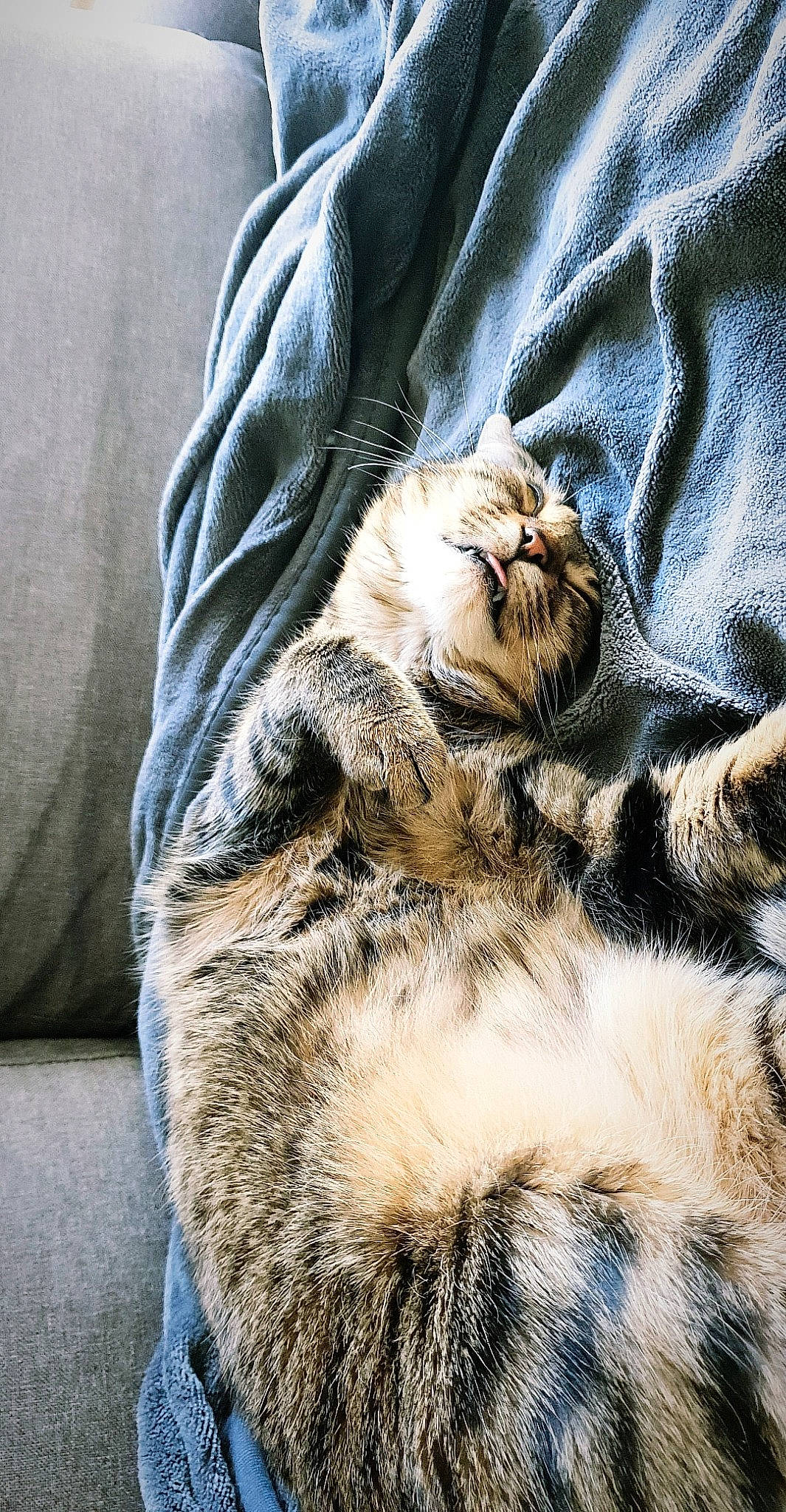 Izzy participe au concours pour gagner de l'argent avec cette photo : big_cats, carnivore, cat, claw, comfort, domestic_short_haired_cat, fawn, felidae, fur, grey, human_leg, linens, pattern, paw, sleeve, small_to_medium_sized_cats, snout, tail, terrestrial_animal, whiskers