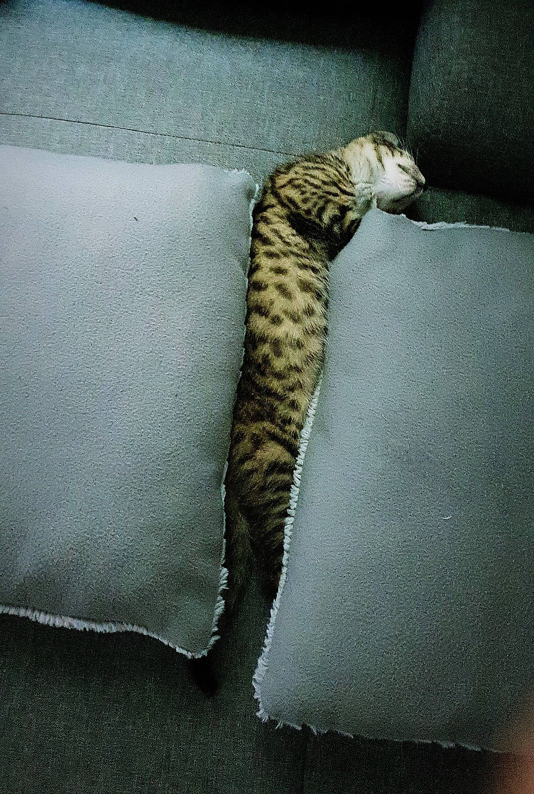 Izzy a rejoint le concours — aidez-le/la à gagner de superbes lots ! bedding, carnivore, cat, cat_bed, comfort, couch, darkness, domestic_short_haired_cat, fawn, felidae, fur, grey, linens, pattern, small_to_medium_sized_cats, tail, terrestrial_animal, textile, tints_and_shades, whiskers