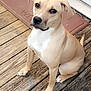 Maliyah is registered to the contest to win money with this photo: dog, tan, white, sitting, wooden_deck, doormat, ears, paws, outdoor, pet, animal, looking_up, fur, canine, companion, alert, cute, friendly, domestic_animal, portrait