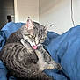 Phoebe is registered to the contest to win money with this photo: cat, gray_tabby, tongue_out, grooming, indoor, blanket, blue_blanket, fur, whiskers, ears, yellow_eyes, relaxed, pet, domestic_cat, cozy, bedroom, animal, feline, cute, resting