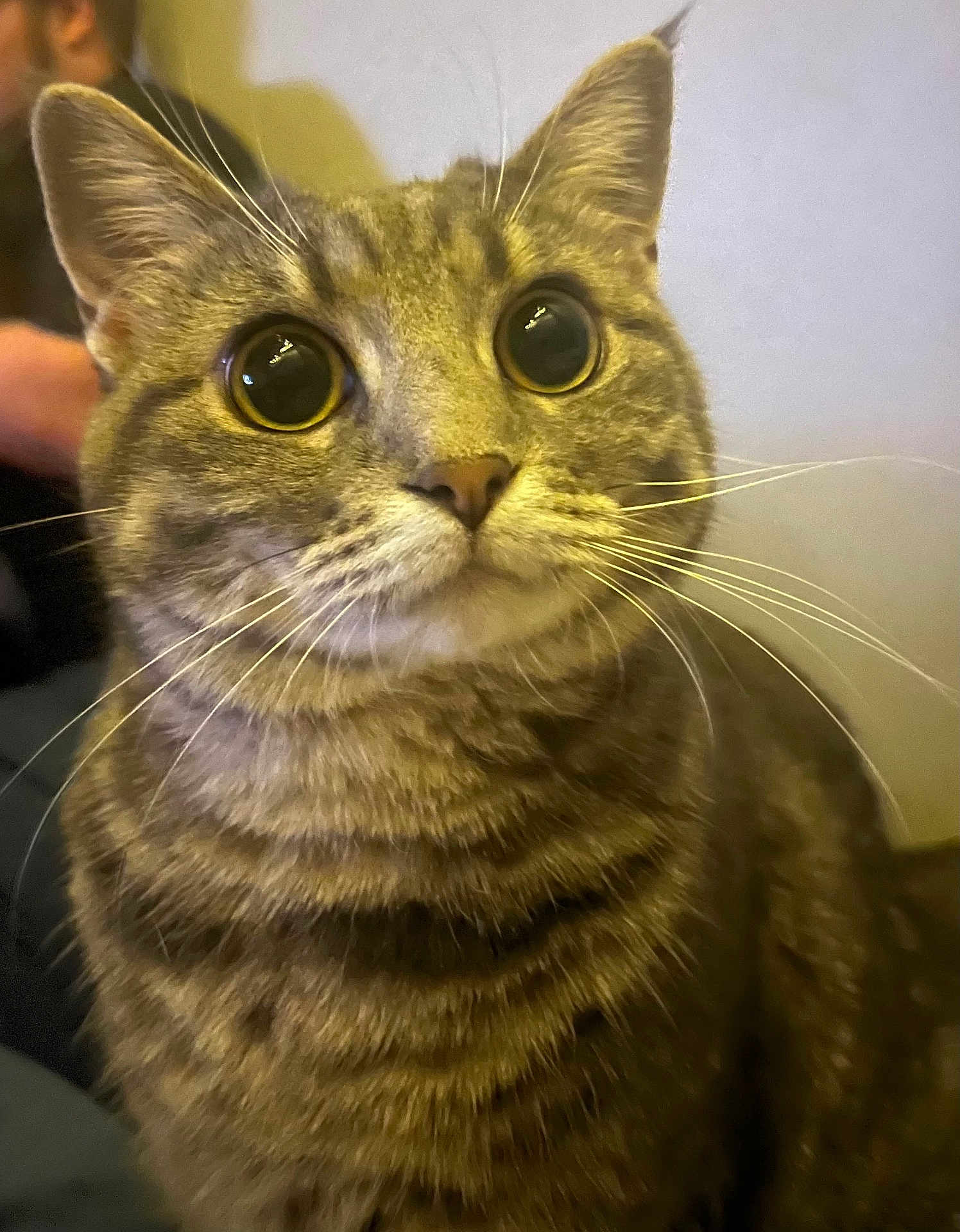 Phoebe is registered to the contest to win money with this photo: cat, tabby, close_up, wide_eyes, whiskers, fur, pet, domestic_animal, curious, indoor, mammal, portrait, animal_face, feline, cute, alert, brown, striped, young_cat, soft_light