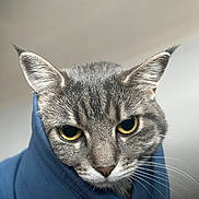 Phoebe joined the competition — help win amazing prizes! cat, gray_tabby, yellow_eyes, close_up, whiskers, ears, fur, pet, animal, face, portrait, cozy, blue_cloth, wrapped, indoor, cute, feline, expression, soft_light, domestic_cat