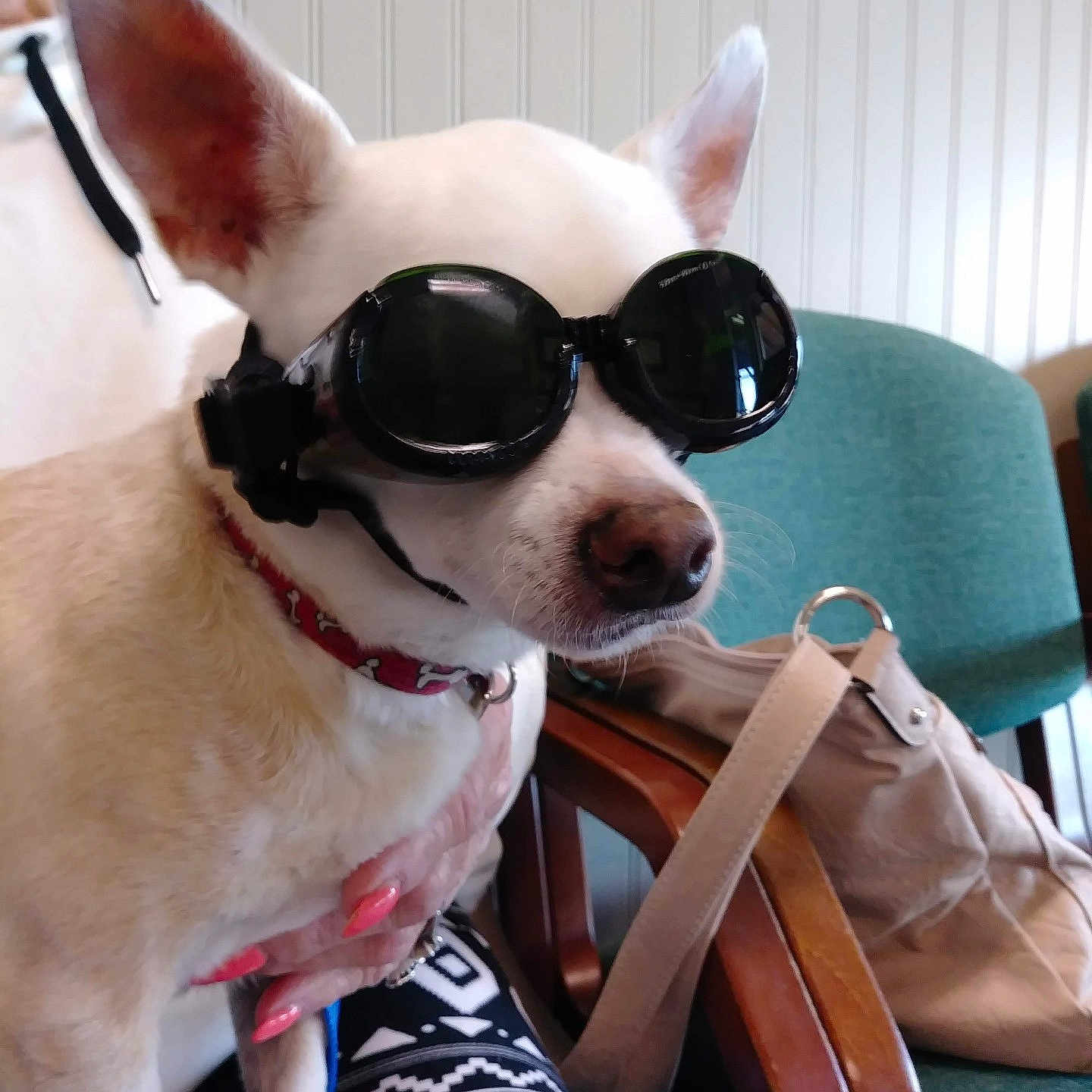 Isabella joined the competition — help win amazing prizes! dog, goggles, sunglasses, pet, white_dog, portrait, close_up, fashion, accessory, collar, indoors, chair, handbag, seated, animal, funny, costume, wooden_armrest, blue_background, photography
