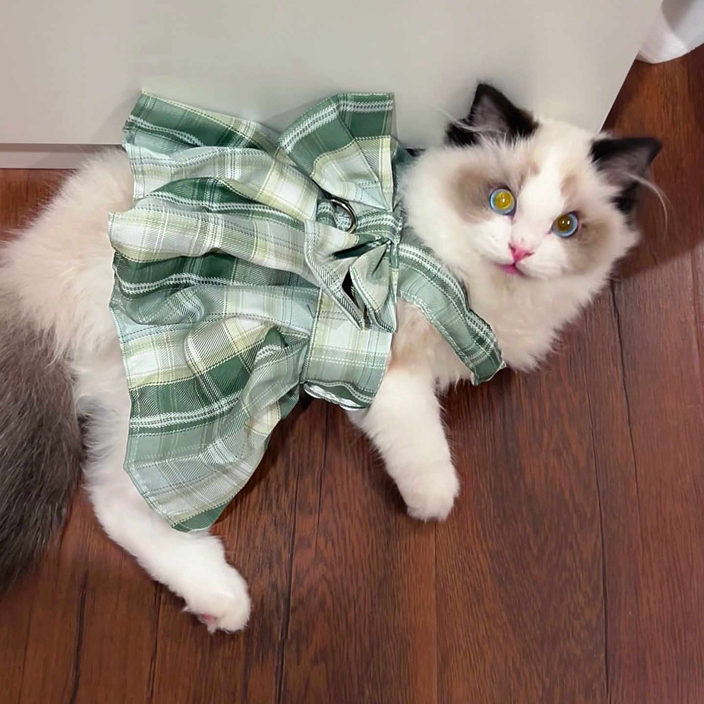 Mar is registered to the contest to win money with this photo: accessories, animal, blouse, cat, clothing, drawer, formalwear, furniture, hardwood, homedecor, indoors, interiordesign, kitten, manx, pants, pet, shorts, tartan, tie, wood