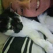 Oreo joined the competition — help win amazing prizes! bed, black_and_white_cat, blanket, cat, close_up, companion, cozy, cute, face, friendship, fur, happy, indoor, lying_down, nostril_ring, person, pet, relaxed, smiling, striped_blanket
