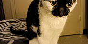 Oreo joined the competition — help win amazing prizes! animal, bed, black_and_white, cat, closeup, cozy, curious, domestic, ears, feline, fur, indoor, looking, pet, sitting, striped_bedspread, tail, warm_lighting, whiskers, yellow_eyes