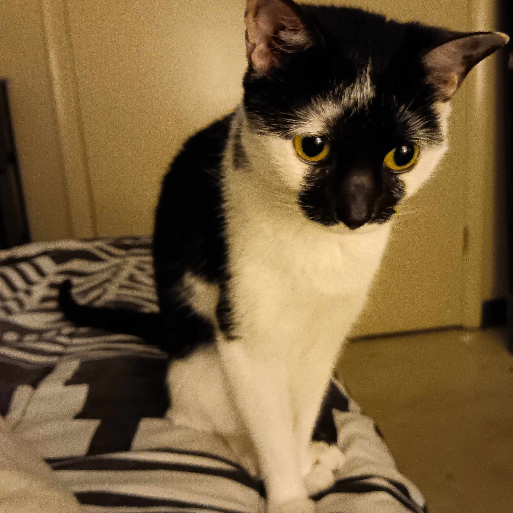 Oreo joined the competition — help win amazing prizes! animal, bed, black_and_white, cat, closeup, cozy, curious, domestic, ears, feline, fur, indoor, looking, pet, sitting, striped_bedspread, tail, warm_lighting, whiskers, yellow_eyes